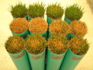 Texas Bluegrass Hybrids | Bluegrass Research | Research | Bremer | Turf